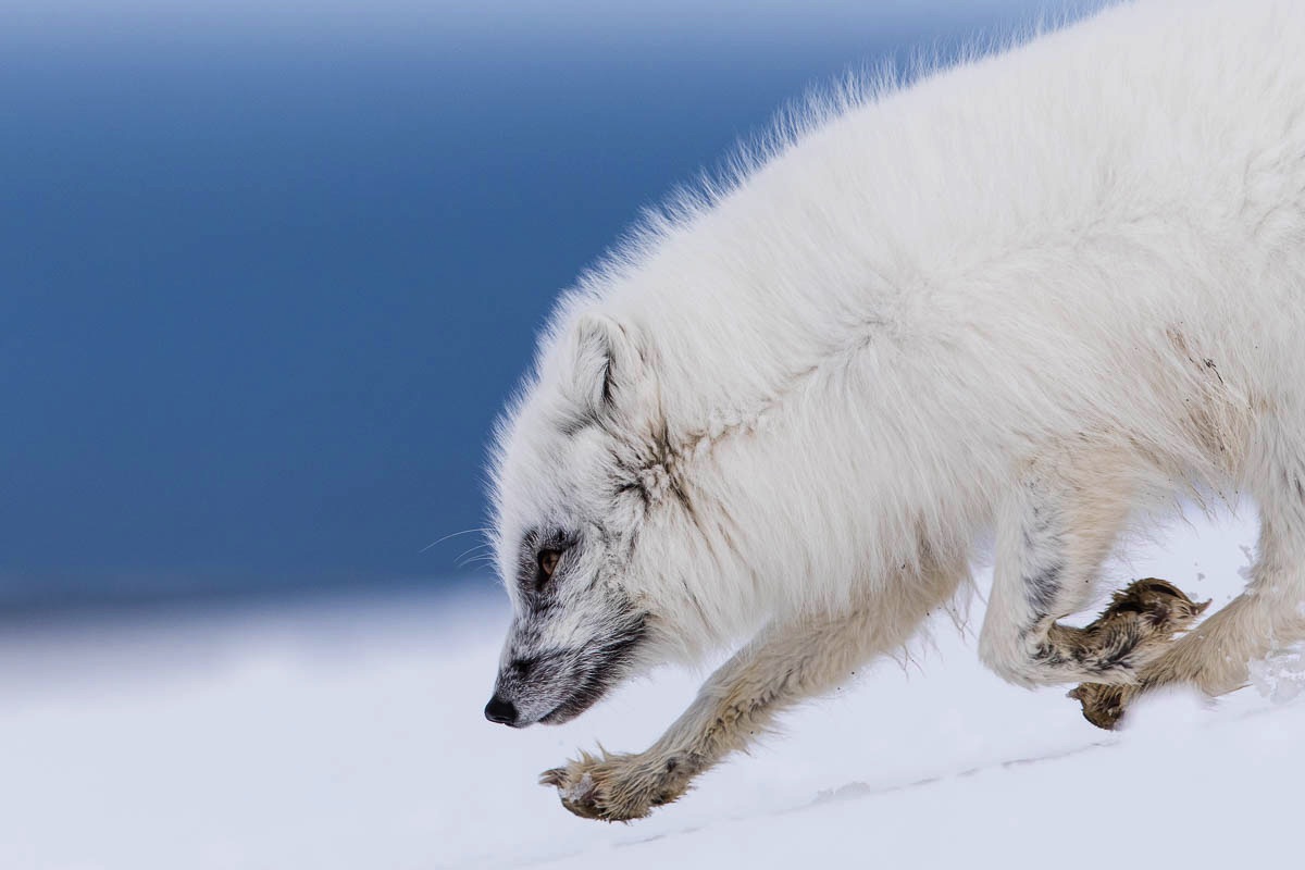 spitsbergen svalbard arctic fox